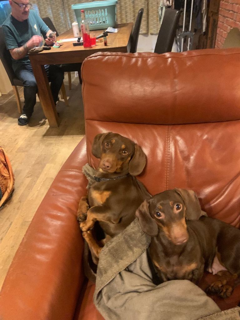 Miniature Isabella dachshund puppies for sale 