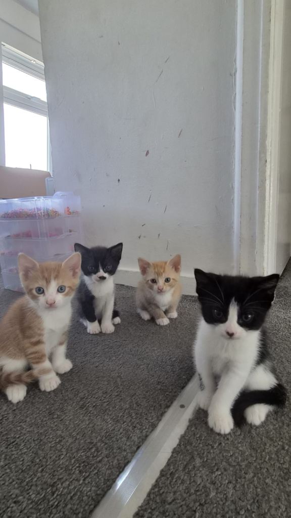 Stunning kittens 