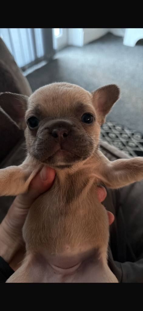 Fluffy French bull dogs 