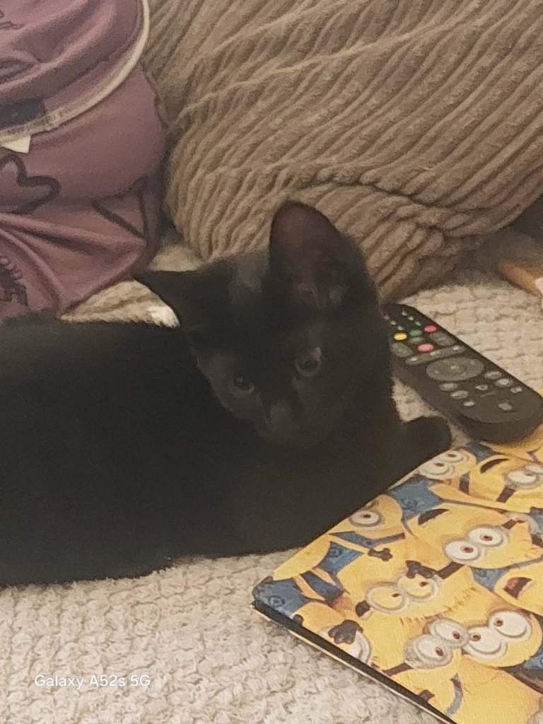 Cats