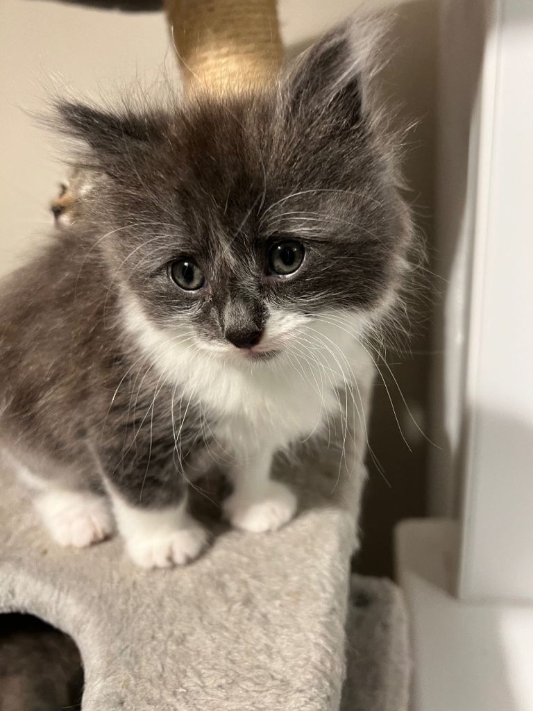 Kittens for sale 