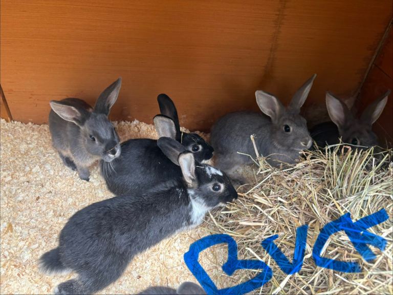 baby bunnies ready for there new homes