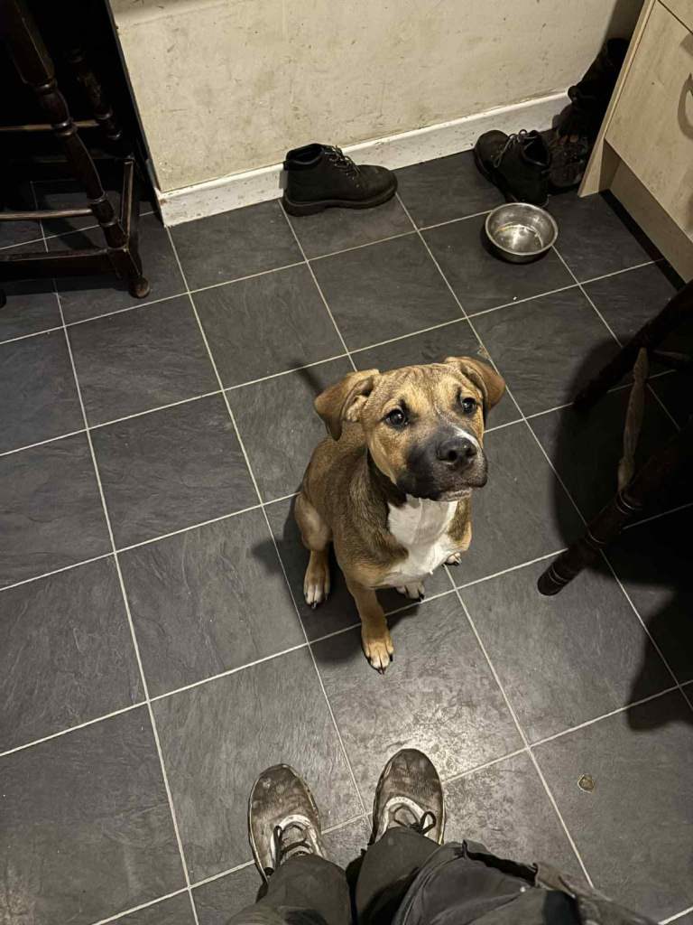 5 month old Bull mastiff cross Staffy pup for sale 