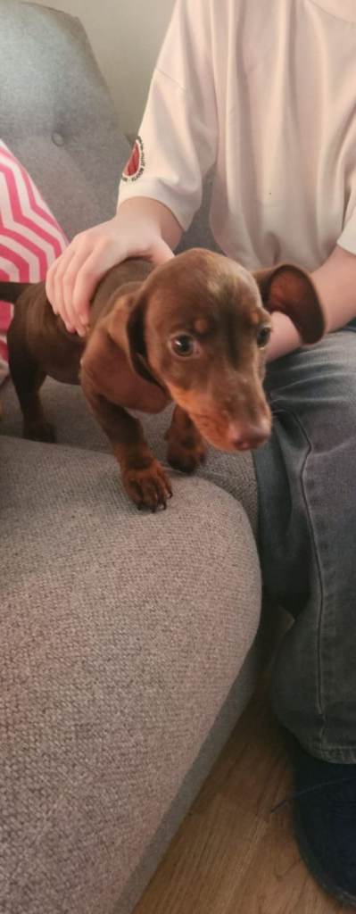 Dachshund