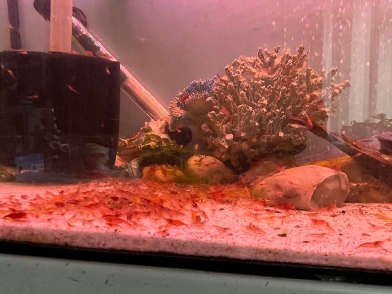 Tropical super red plecos  about 2 inc long some longer .mixed red and orange shrimps 