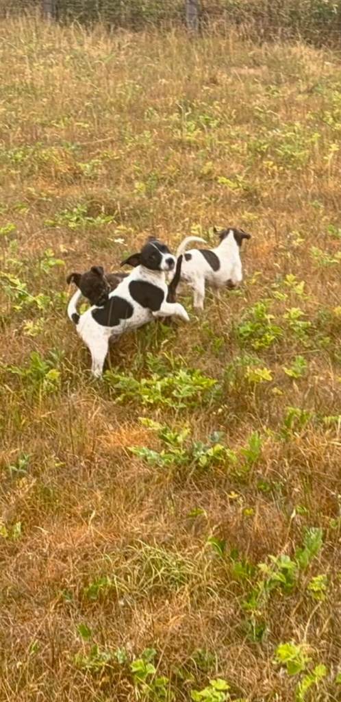 Jack russle cross