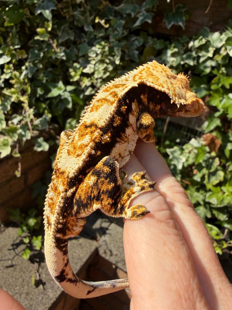 Stunning male tri crested gecko for sale 