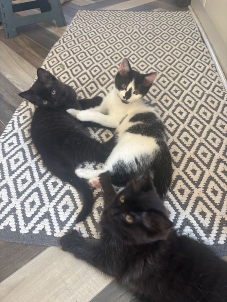 2 male and 2 female looking for forever home!!