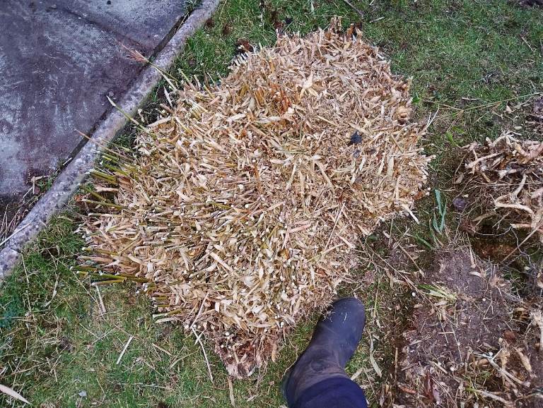 Huge piece of clumping bamboo £40 ONO