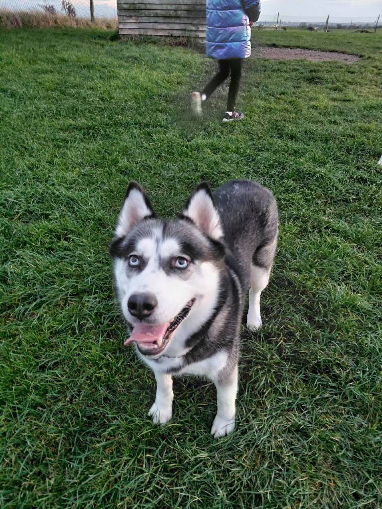 Husky puppies for sale
