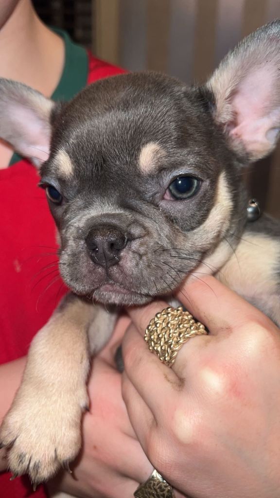French bulldog puppy 1 left 