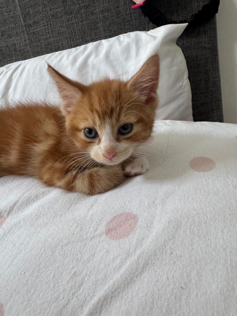 Beautiful Ginger and White Kitten 