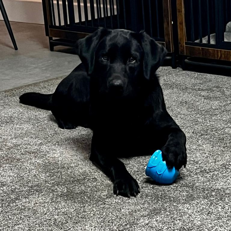 Labrador 19 months old 