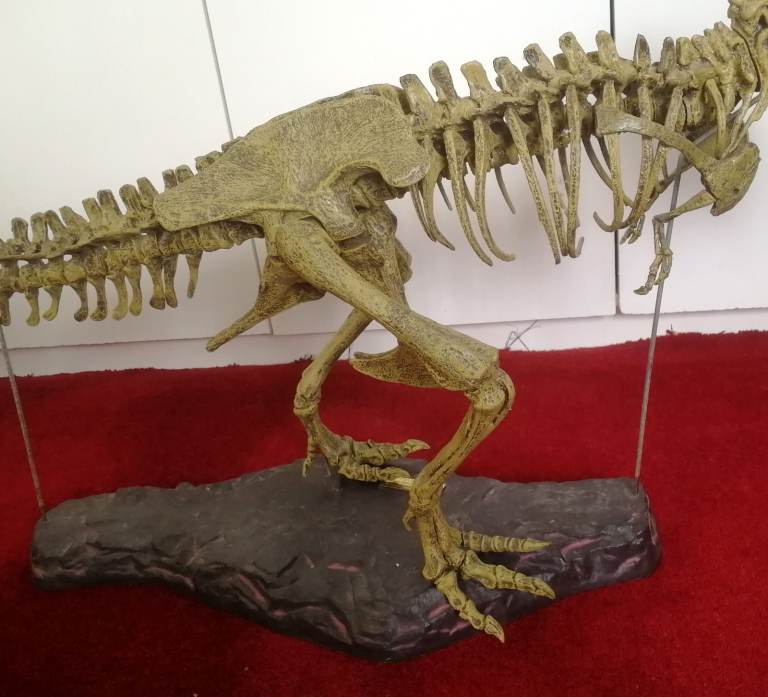 T-REX SKELETON 45"long Dinosaur Model kit 1/10 Scale Building STEM by B.C. Bones