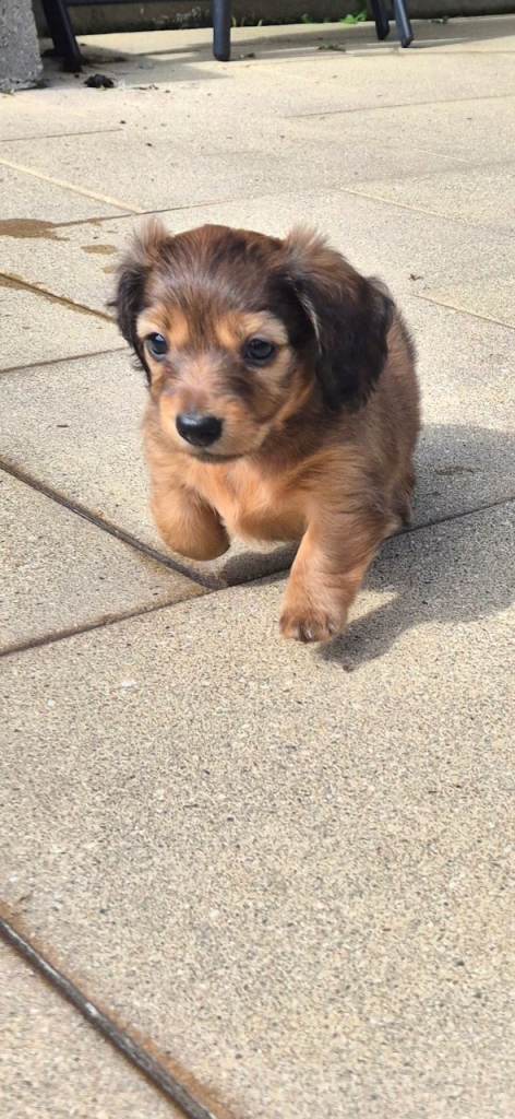 Miniature long haired dachshund 