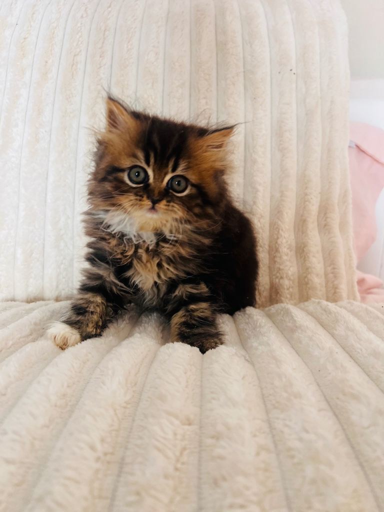 Gorgeous Persian Kittens