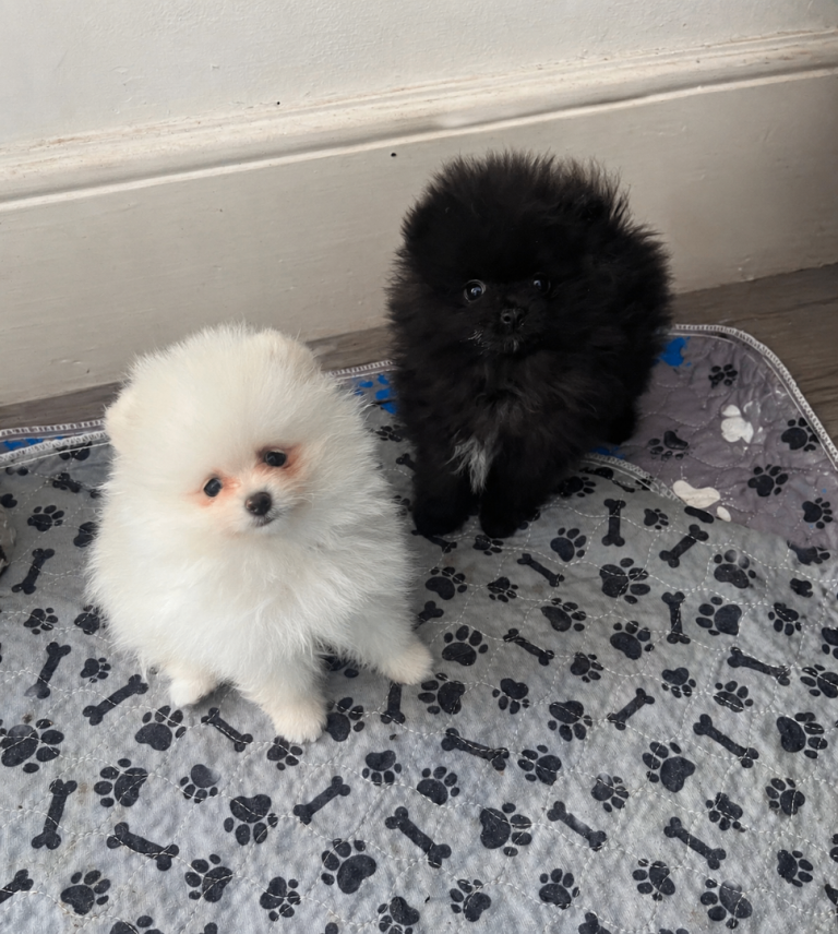 🔥Cute Quality Pomeranian 