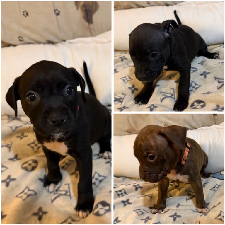 Dog de Bordeaux × Irish Blue Staff Puppies – Home Raised, Ready Soon.