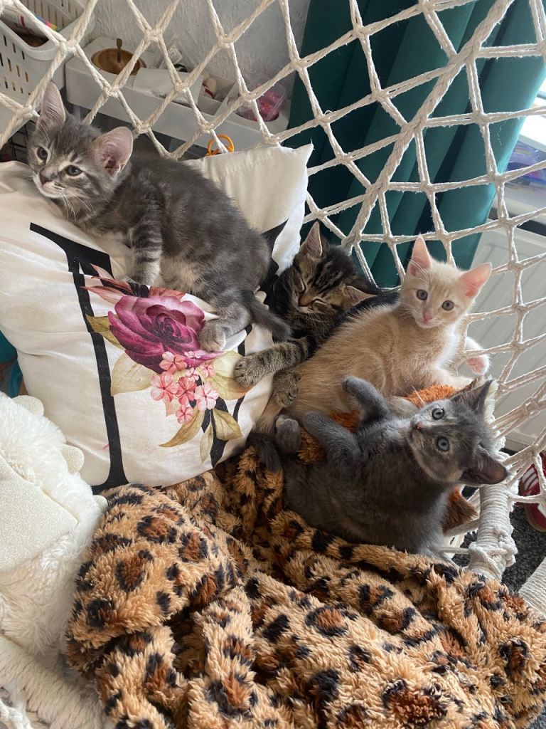 4 mixed breed kittens 