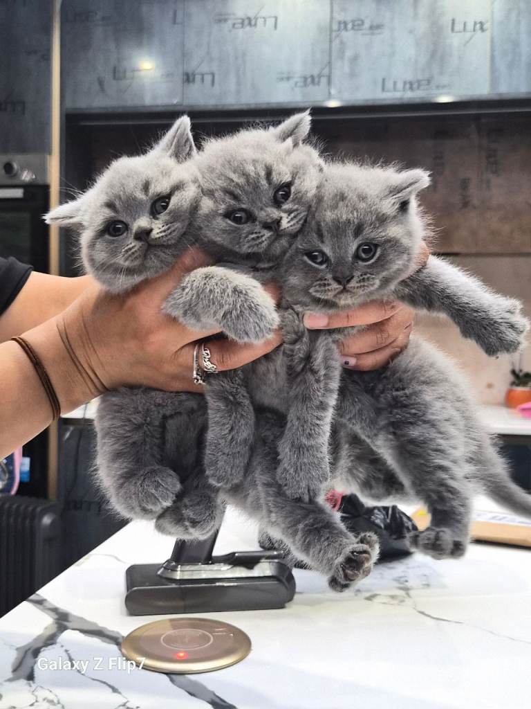 British Shorthair Kittens -one last kitten left