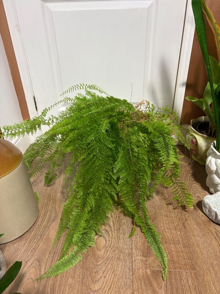 Asparagus Fern Plant 