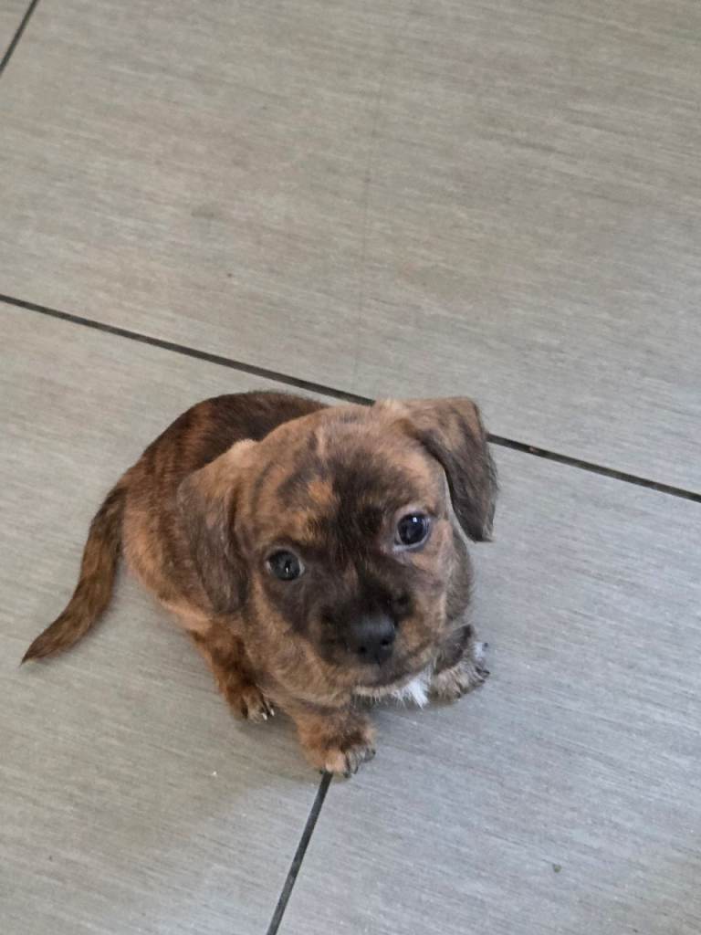 Schweenie puppies