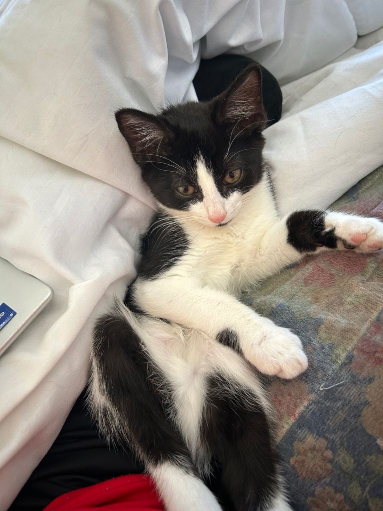 Hi I have 3 beautiful kittens ready for there forever home, 2 girls and 1 boy £35 HX1
