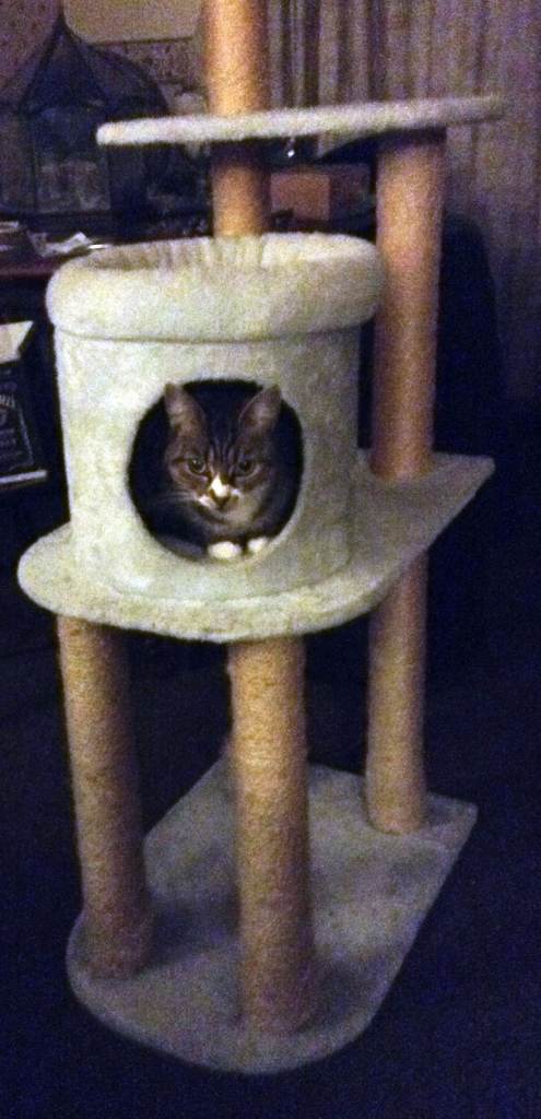  Cat Tree Tower Activity