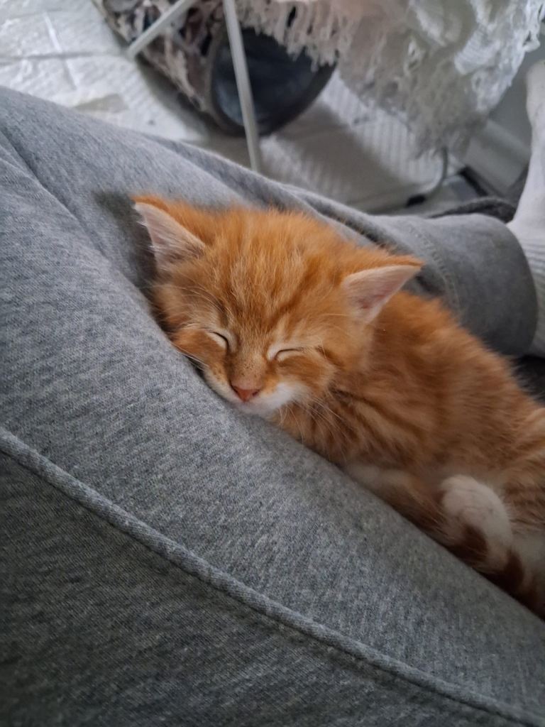 Kittens for sell 