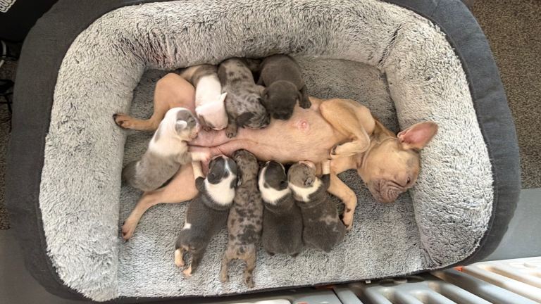 Beautiful French Bulldog x English Bulldog Puppies – 4 Boys & 4 Girls