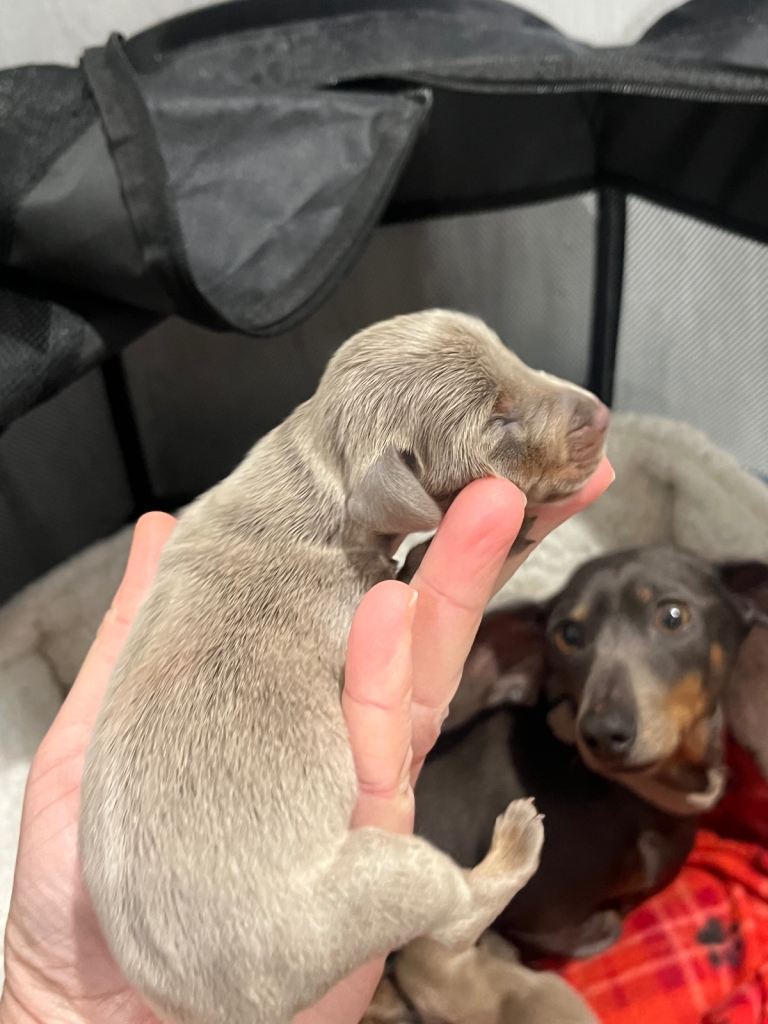Dachshund miniature puppies 