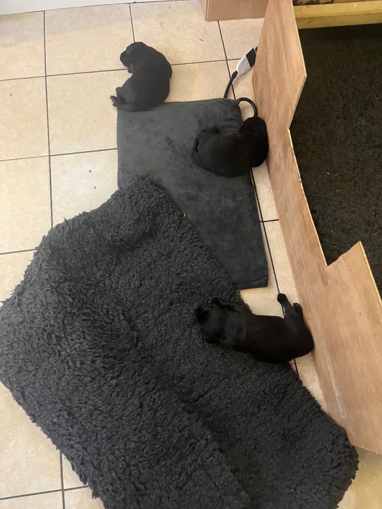 Labrador puppies for sale 