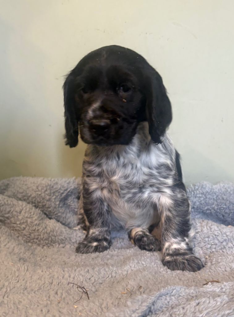 Cocker Spaniel Pups 
