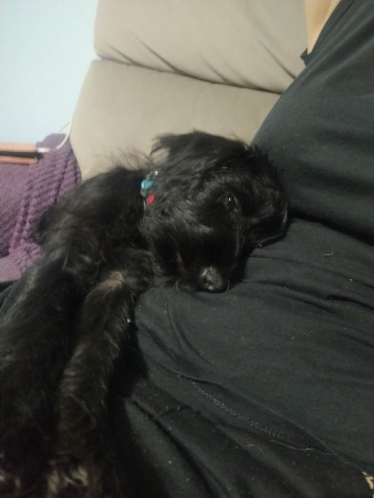 Cockerpoo x Schnorkie puppies 