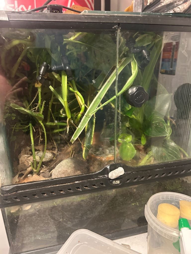 Vivarium - tropical - suitable for dart frogs 
