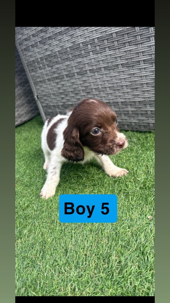 Sprocker spaniel puppirs