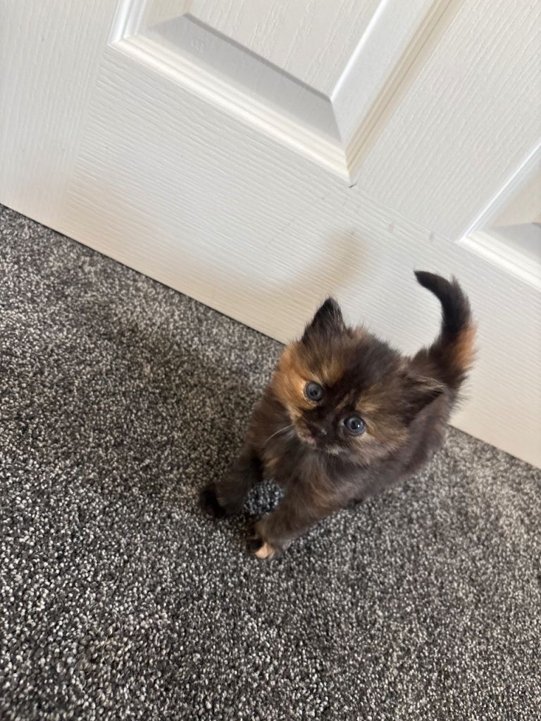    Beautiful Kittens for Sale – 2 Girls & 1 Boy