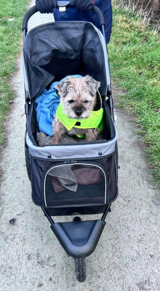 Dog Pram 