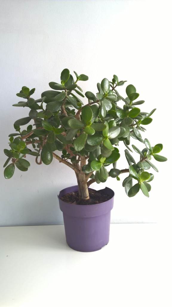 19 Years Old Money Tree/Jade Plant Succulent Bonsai.