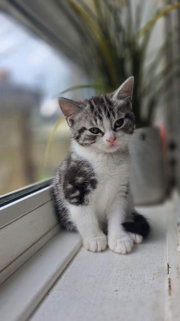 8 weeks mixed short hair british 