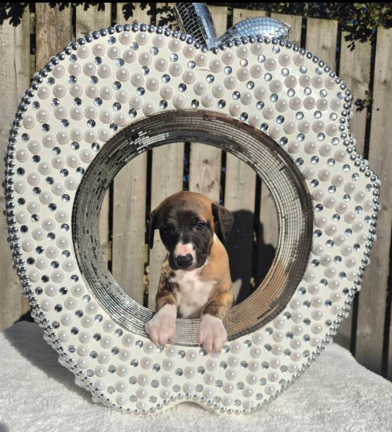 3 stunning kc registered whippet pups 