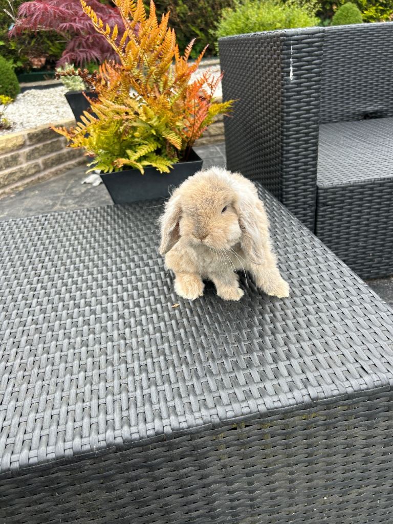Adorable mini lops £70 