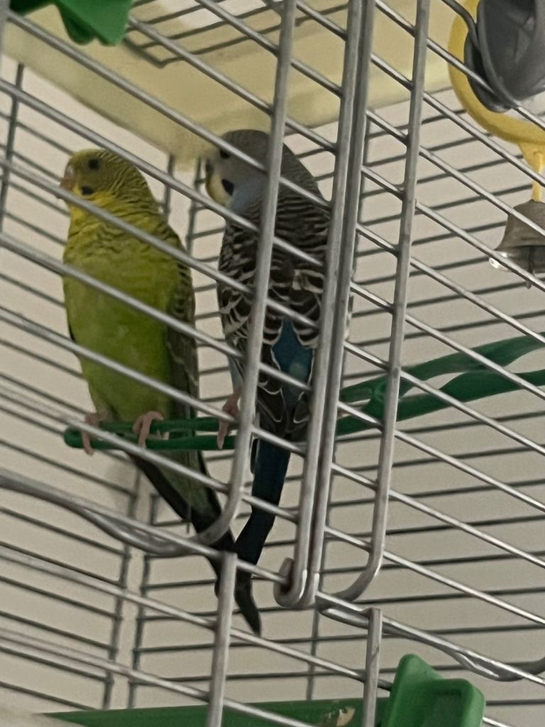 Healthy Budgies for Sale – Pair and Single Available