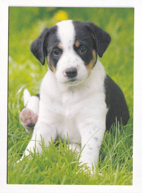 Framed Or Un-Framed Original Print Of A Puppy Dog
