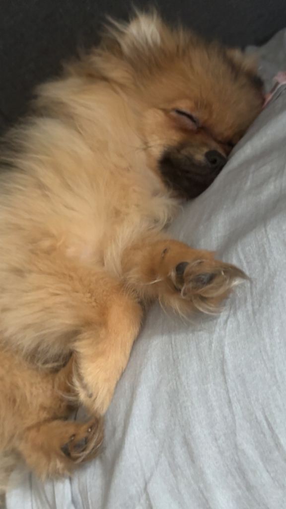 Pomeranian pup