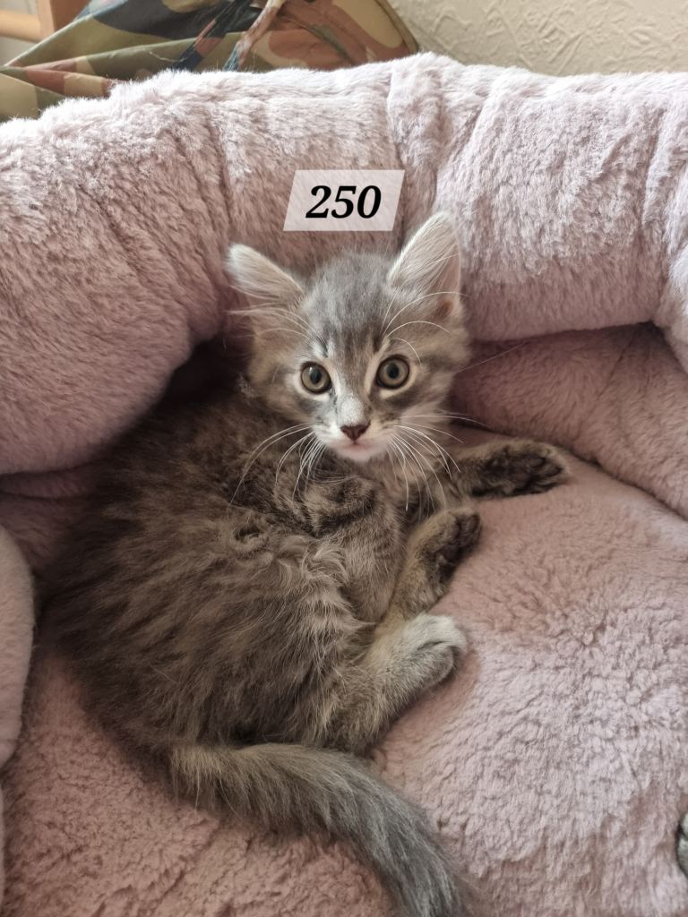 We've got two lovely kittens for sale, one boy and one girl, the boy is the grey one .
