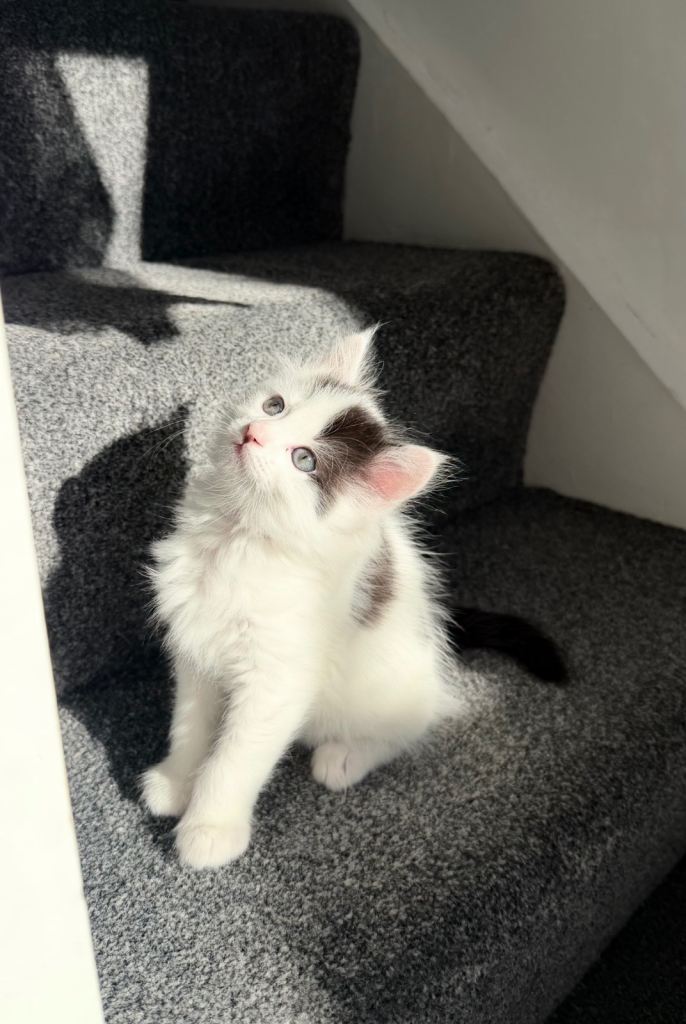 Adorable medium-longhair kittens 