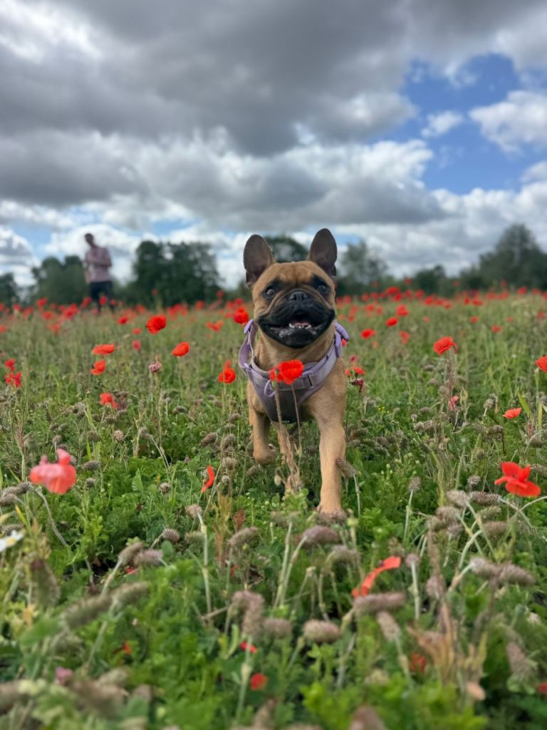 French bull dog cross