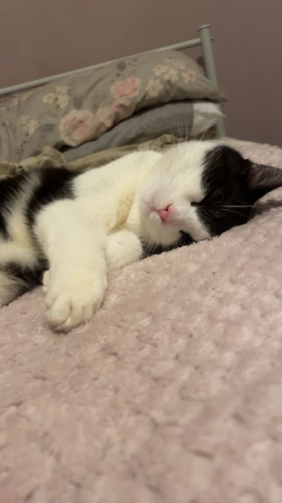 Sweet & Affectionate 8 Month Old Female Kitten