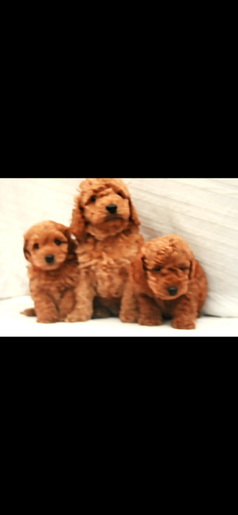 F1B miniature cockapoo puppies ready to go